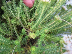 Agathosma geniculata