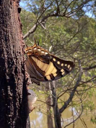 Tailed Emperor