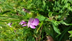 Phaseolus pauciflorus