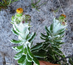 Senecio arniciflorus