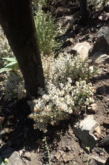 Quercus wislizeni frutescens