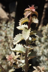 Quercus wislizeni frutescens