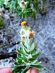 Senecio arniciflorus