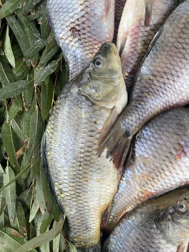 European Carp