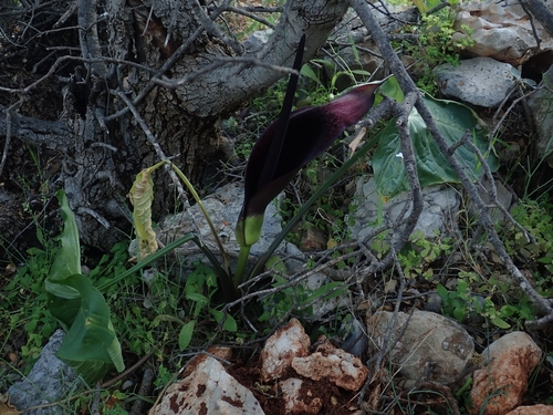 Image of Arum dioscoridis by no rights reserved