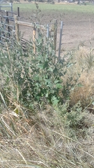 Atriplex micrantha