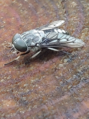 Tabanus trimaculatus