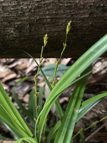 Carex cryptostachys observed 2025-04-04