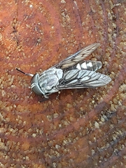 Tabanus trimaculatus