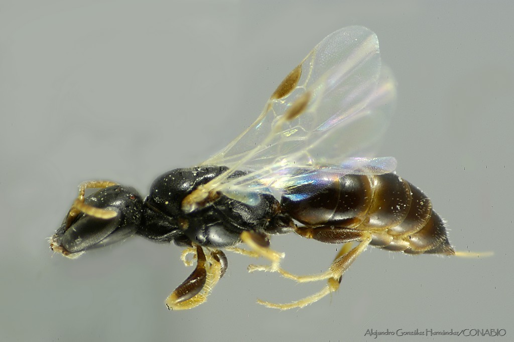 Ammoplanina