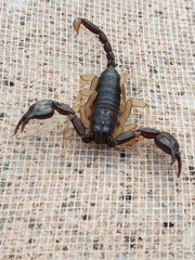 Euscorpius flavicaudis