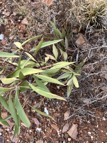 Image of Myoporum montanum by (c) Toby Jin, some rights reserved (CC BY)
