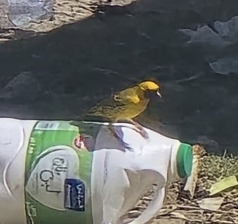 Rüppell's Weaver