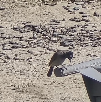 White-spectacled Bulbul