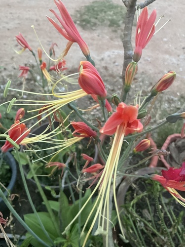 Eucrosia bicolor