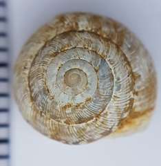 Xeroplexa arrabidensis