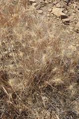 Elymus multisetus