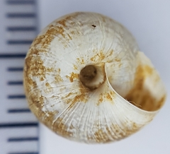 Xeroplexa arrabidensis