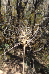 Elymus multisetus
