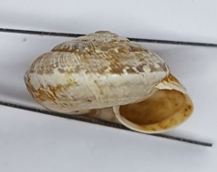 Xeroplexa arrabidensis