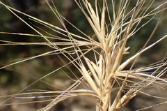 Elymus multisetus