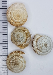 Xeroplexa arrabidensis