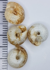 Xeroplexa arrabidensis