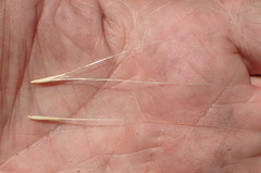 Elymus multisetus
