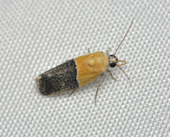 Ponometia clausula