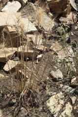Elymus multisetus
