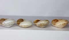 Xeroplexa arrabidensis