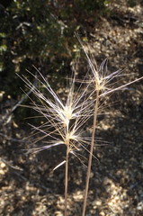 Elymus multisetus