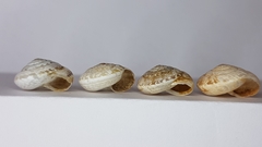 Xeroplexa arrabidensis