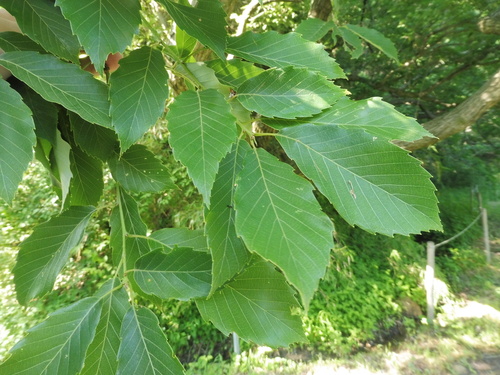 Image of Quercus serrata by no rights reserved