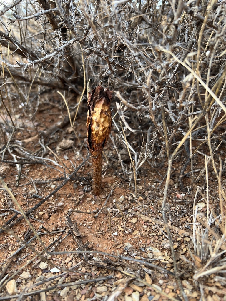 Podaxis pistillaris · March 2025 · photo: © toby_j_77 (iNaturalist, cc-by)