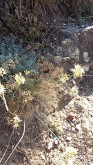 Allium marschalianum