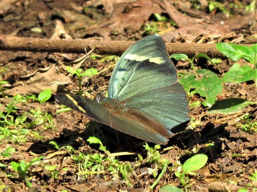 Nymphalidae image