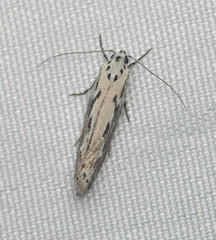 Ethmia discostrigella