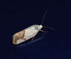 Ponometia cuta