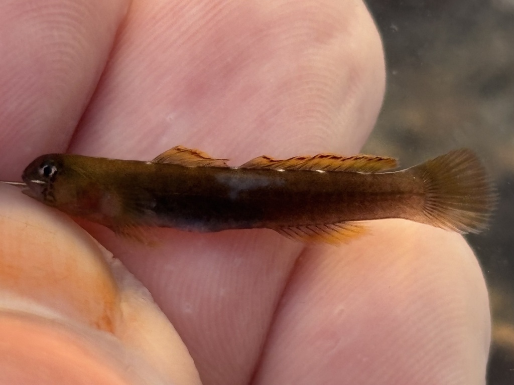 Cardinal goby (Kelloggella cardinalis) — Gobiidae