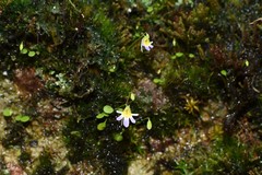 Utricularia spinomarginata