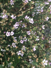 Gypsophila