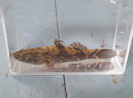 Marbled Goby (Oxyeleotris marmorata)