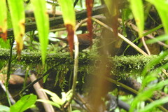 Roraiman Barbtail photo 2