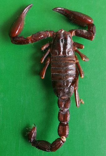 Scorpionidae image