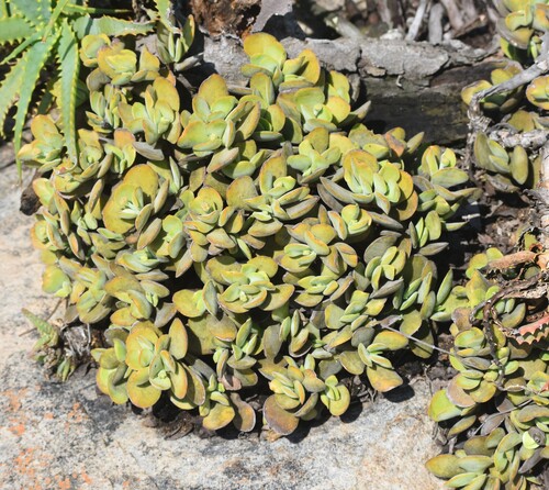 Crassula globularioides