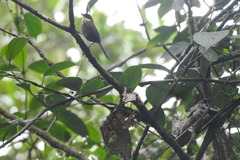 Roraiman Barbtail photo 3