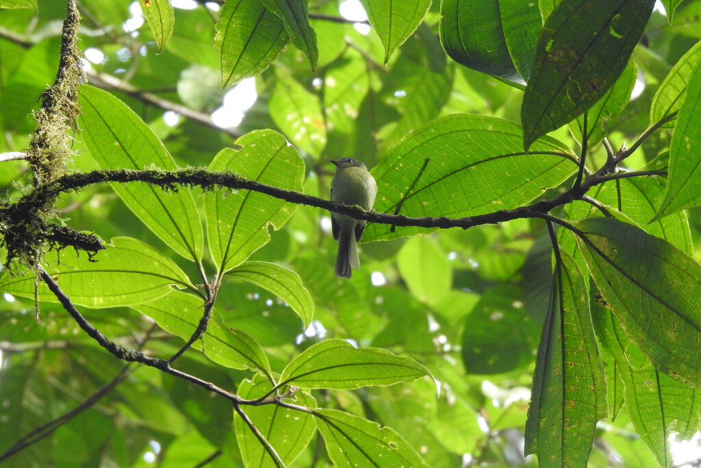 Chapman's Bristle-Tyrant photo