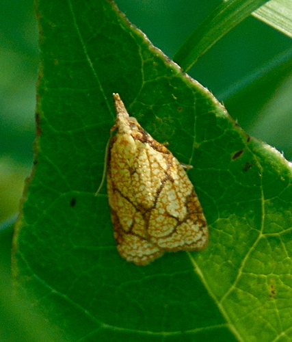 Reticulated Fruitworm Moth photo 4