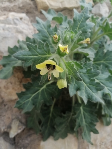 White henbane (Hyoscyamus albus)